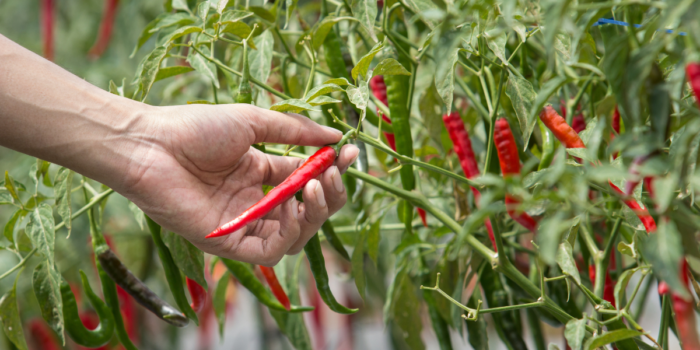 A Handbook for Gathering and Preserving Chillies