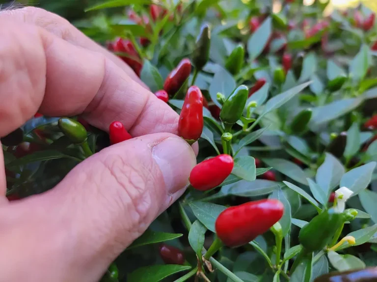 A Complete Guide to Harvesting Bird’s Eye Chillies